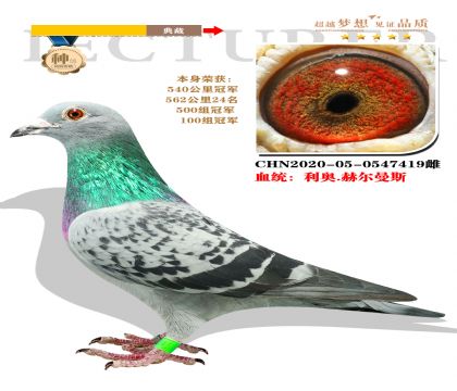 強烈推薦:”血統(tǒng):利奧.赫爾曼斯“ 本身榮獲540公里冠軍