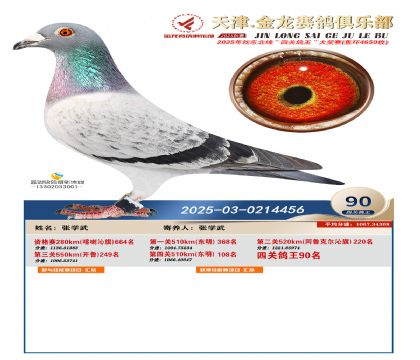 天津金龍鴿王90名