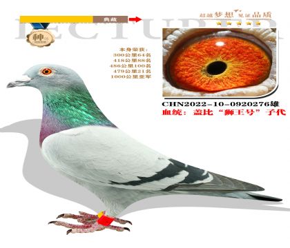 強烈推薦:血統(tǒng)蓋比”獅王號“子代 本身1000公里亞軍