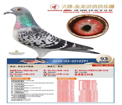 天津金龍鴿王93名
