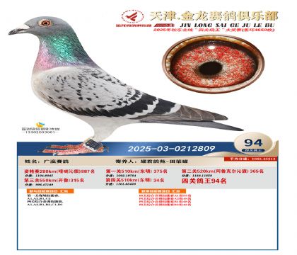 天津金龍鴿王94名