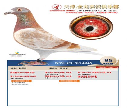 天津金龍鴿王95名