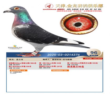 天津金龍鴿王96名