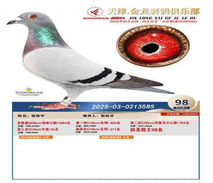 天津金龍鴿王98名