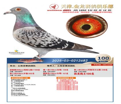 天津金龍鴿王100名