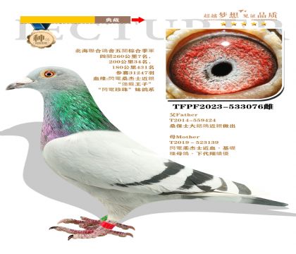 臺灣黃肆烔作育”桑杰士大銘鴿近親作出