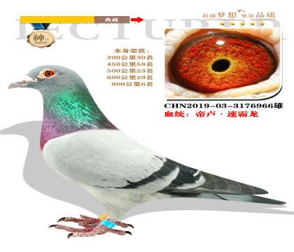 血統(tǒng):帝盧·速霸龍 本身榮獲800公里6名