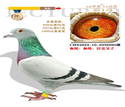 血統(tǒng):沃克父子 本身榮獲1000公里亞軍