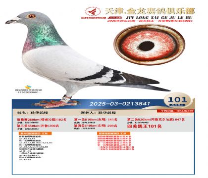 天津金龍鴿王101名