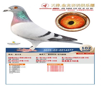 天津金龍鴿王102名