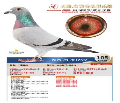 天津金龍鴿王105名