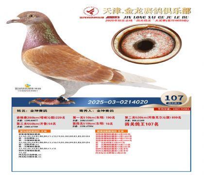 天津金龍鴿王107名