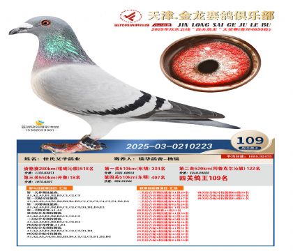 天津金龍鴿王109名