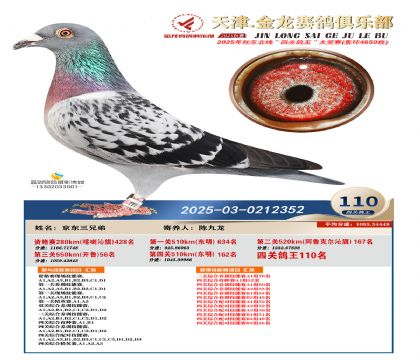 天津金龍鴿王110名
