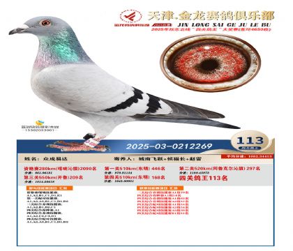 天津金龍鴿王113名