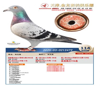 天津金龍鴿王114名