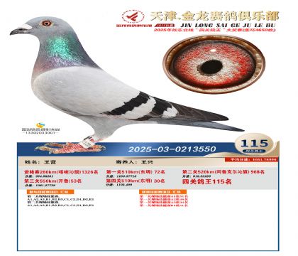 天津金龍鴿王115名