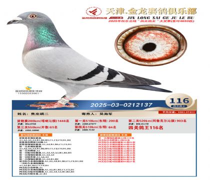 天津金龍鴿王116名