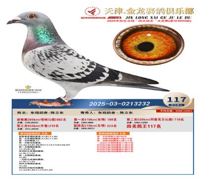 天津金龍鴿王117名