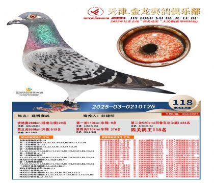 天津金龍鴿王118名