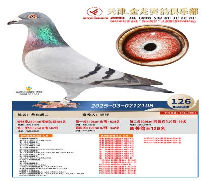 天津金龍鴿王126名