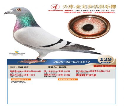 天津金龍鴿王129名