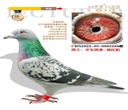 開爾鴿業(yè)-劉慶柏選送遼寧神州輝煌賽鴿公棚