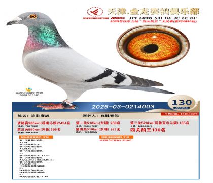 天津金龍鴿王130名