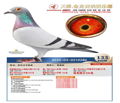 天津金龍鴿王133名