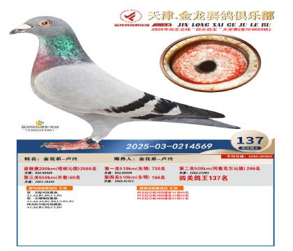 天津金龍鴿王137名