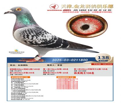 天津金龍鴿王138名