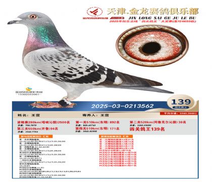 天津金龍鴿王139名