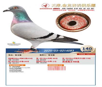天津金龍鴿王140名