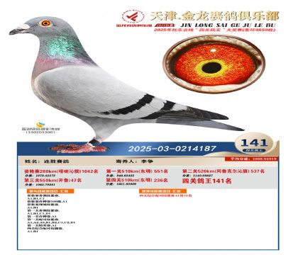 天津金龍鴿王141名