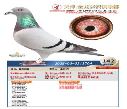 天津金龍鴿王142名
