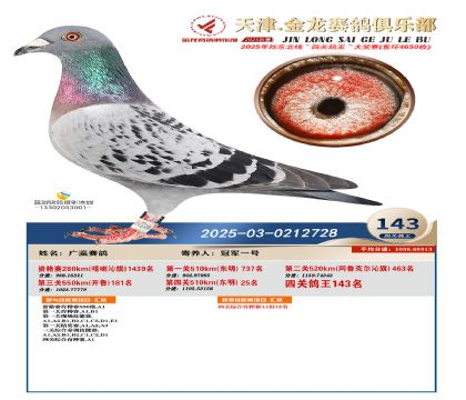 天津金龍鴿王143名