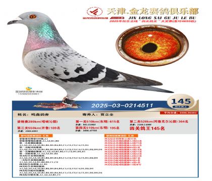天津金龍鴿王145名