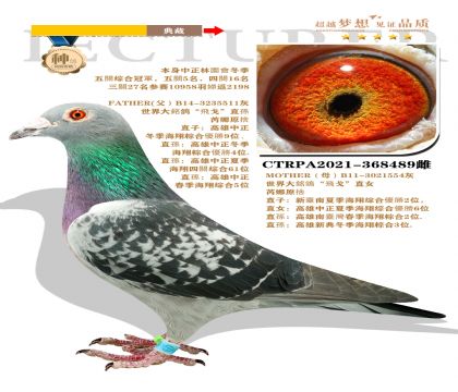 臺(tái)灣大友賽鴿競(jìng)翔鴿業(yè)作出 本身榮獲五關(guān)綜合冠軍