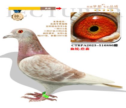 臺(tái)灣飛事速翔研究中心 “詹森”