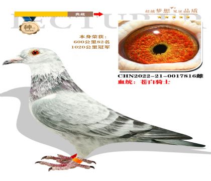 血統(tǒng):蒼白騎士 本身榮獲1020公里冠軍