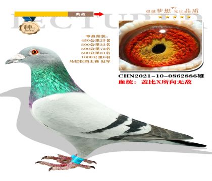 血統(tǒng):蓋比X所向無敵 本身榮獲馬拉松鴿王賽冠軍