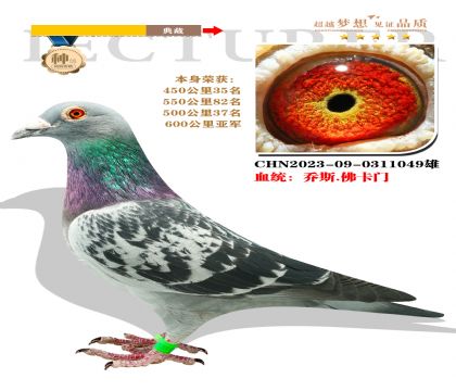 血統(tǒng):?jiǎn)趟?佛卡門 本身榮獲600公里亞軍