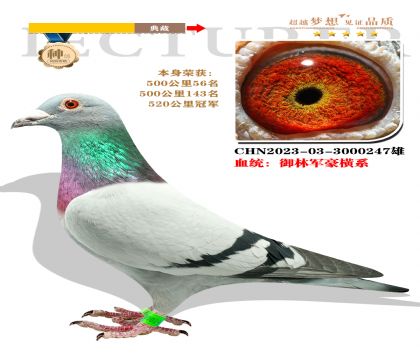 御林軍豪橫系 本身榮獲520公里冠軍