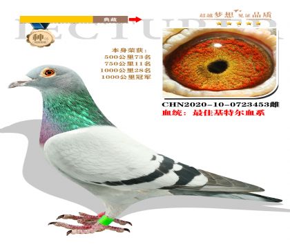 最佳基特爾血系 本身榮獲1000公里冠軍