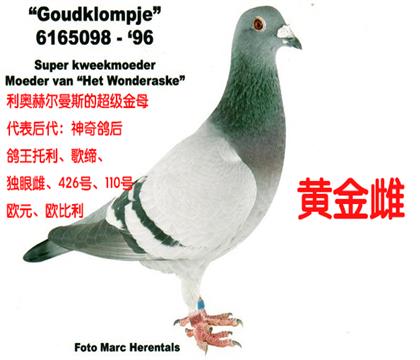 世界級金母-黃金雌