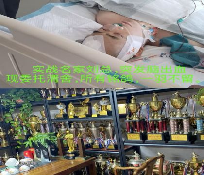 最后臻選幾十羽 優(yōu)秀種鴿 可遇不可求 (不滿意包退)