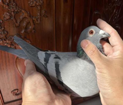 ̨Ϻِfֲِ59HѪPC38