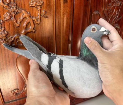 ̨󱱅^ِW.ՠ˹Ѫ PC25