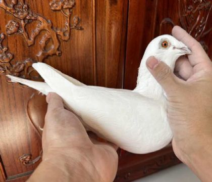 c]ϲѩX˹.Ѓȡ피ⳬِ