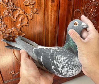 ̨}ϕِ1fԪِMáWX˹ϡ